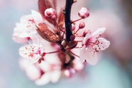 春天粉色樱花盛开微距摄影图片