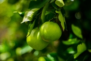 绿色未成熟的柑橘图片