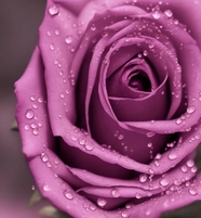 带着露珠的紫色玫瑰花图片