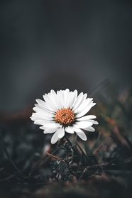 黑色艺术风格雏菊摄影图片