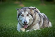 高清草地阿拉斯加雪橇犬图片