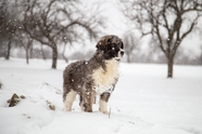 冬季下雪天狗狗图片