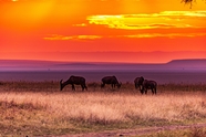 黄昏非洲大草原野生动物图片