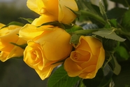黄色玫瑰花束图片
