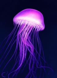 深海美杜莎水母图片