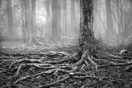 非主流黑白风树林摄影图片