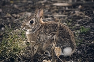 户外荒野灰色兔子图片
