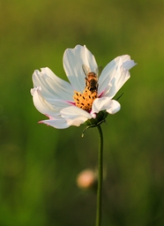 白色大波斯菊蜜蜂图片
