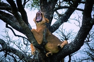 站在树上咆哮的狮子图片