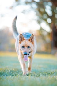 德国牧羊犬气喘吁吁图片