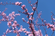 蓝天下绽放的粉色樱花图片
