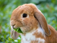 复活节可爱长耳兔图片