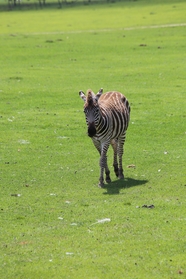 绿色草地野生斑马图片