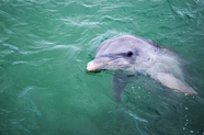 可爱海豚水中表演图片