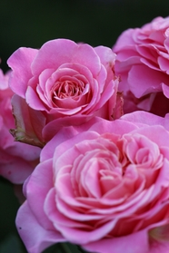 微距特写粉色玫瑰花图片