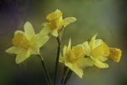 春天黄色水仙花图片