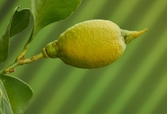 微距特写树上柠檬图片