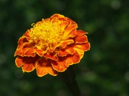 橙黄色万寿菊图片
