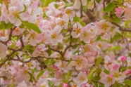 春天苹果树开花微距摄影图片