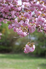 春天粉色樱花树开花图片