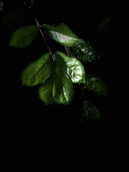 绿色树叶光影艺术摄影图片
