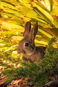 躲在灌木丛中的灰色兔子图片