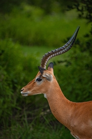 非洲野生濒危动物羚羊图片