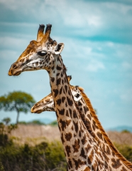 非洲野生长颈鹿头部摄影图片