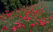 红色罂粟花花海风景图片
