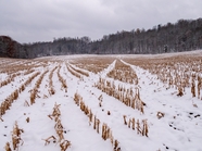 冬季乡村玉米地积雪覆盖图片