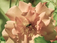 蜜蜂花卉授粉微距特写摄影图片