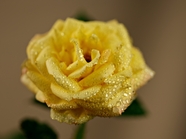 带露珠的黄色玫瑰花图片