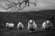 高山白色羊羔黑白摄影图片