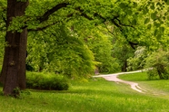 春天草地树木绿色养眼风景图片