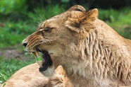 怒吼的母狮子图片