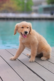 池畔金毛犬图片
