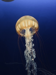 蓝色深海管水母目动物图片