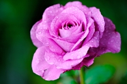 唯美紫色带水滴雨后玫瑰图片