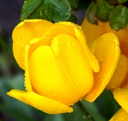 唯美雨后黄色郁金香图片