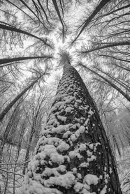 冬季树林参天大树摄影图片