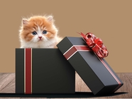 躲在礼品盒里的小猫图片