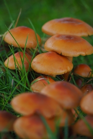 森林雨后地面蘑菇群图片