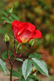 山野红色月季花图片