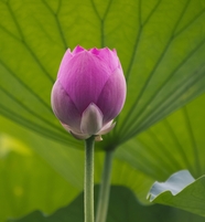 夏日粉色莲花花苞含苞待放图片