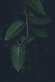 暗黑意境风格树叶摄影图片