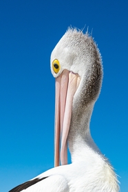 白色澳大利亚鹈鹕水鸟图片