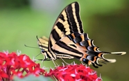 野生热带蝴蝶图片