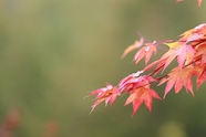 日本红色枫叶微距特写图片
