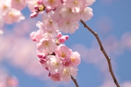 春天粉色樱花仰拍图片