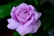 雨后紫色玫瑰花绽放图片
